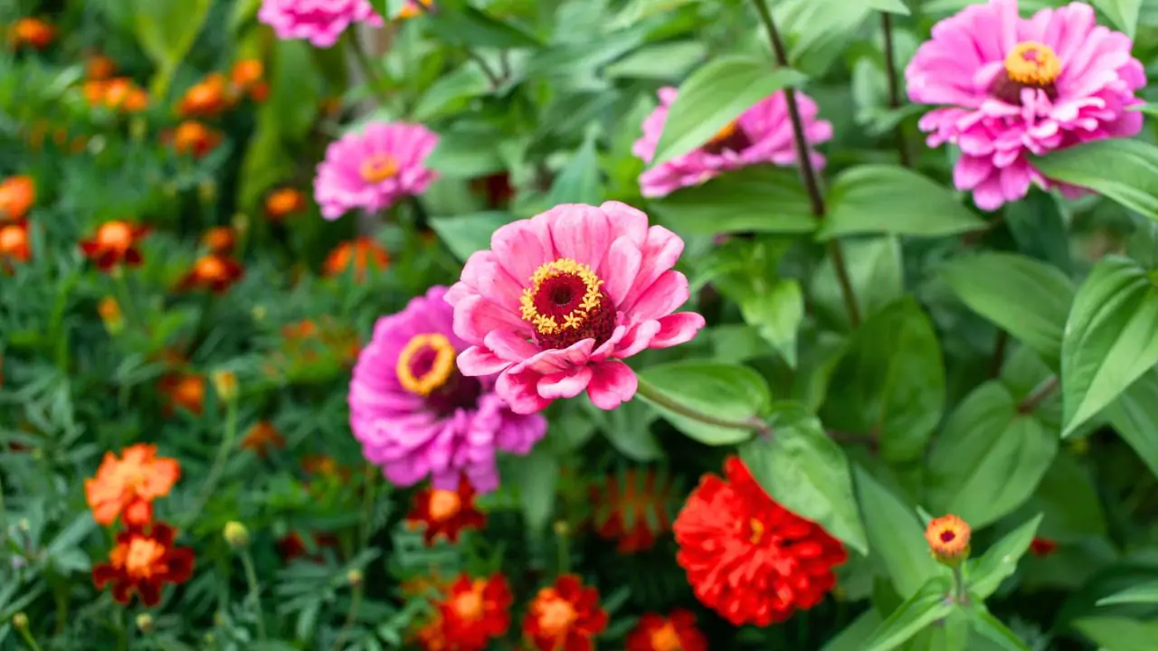Complete Guide to Growing Zinnias in Pots