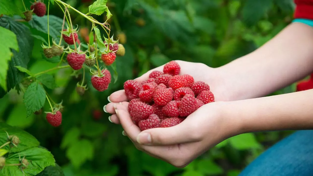 Tips for watering raspberries