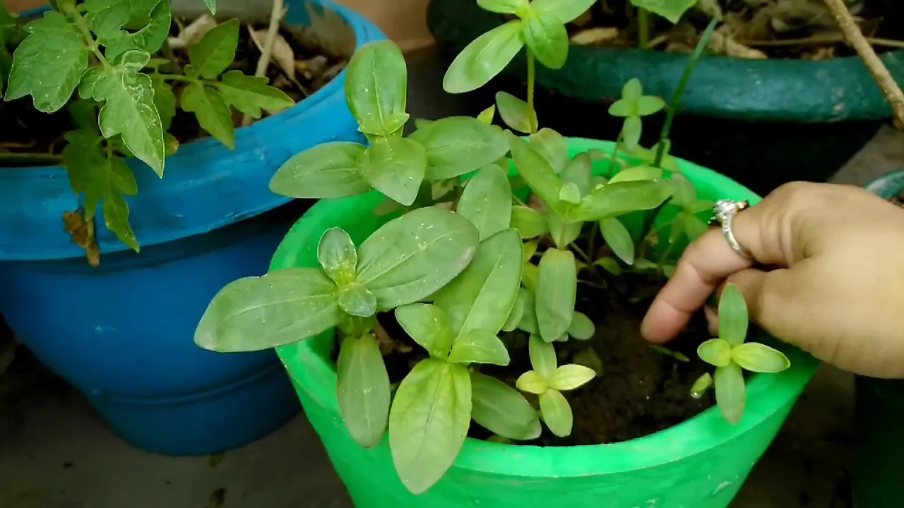 Complete Guide to Growing Zinnias in Pots 9 Transplant Zinnia seedling