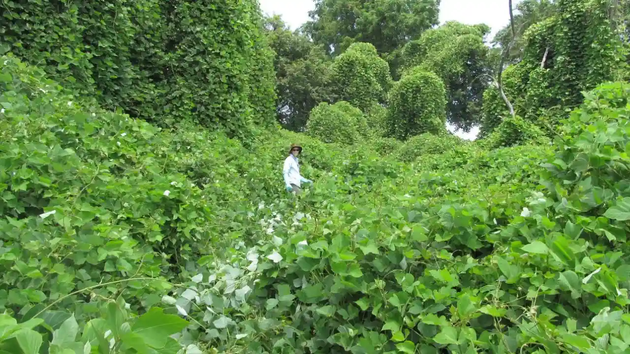 Trees grow faster through Summer