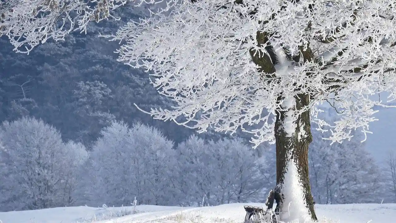Trees in wintertime