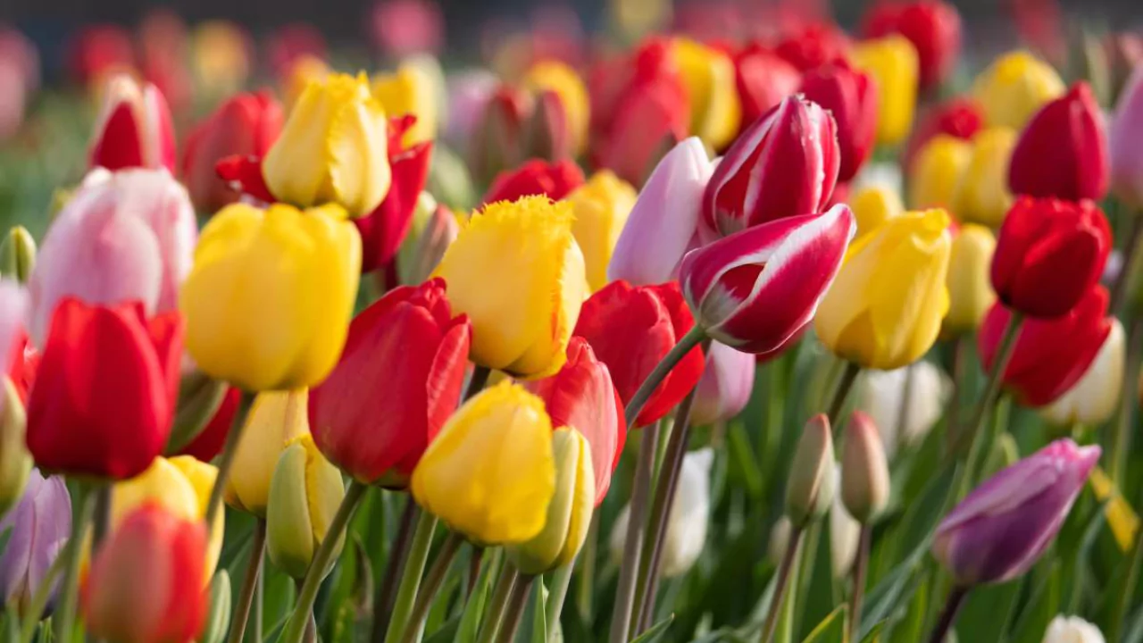 What to Do with Tulips After They Bloom 6 Tulips 1