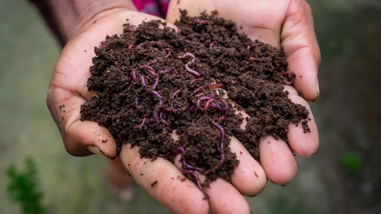 Types of Garden Worms 2 Types of worms