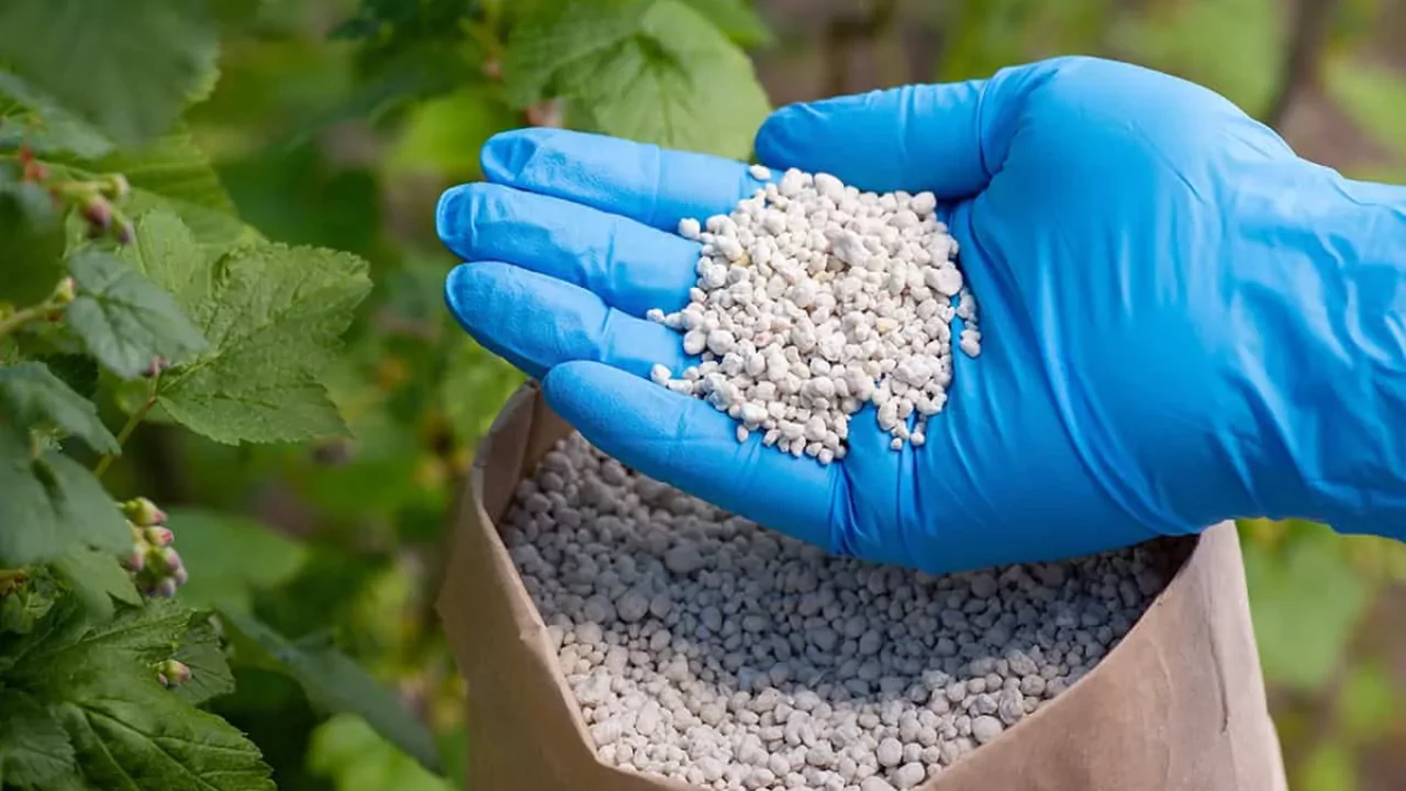 Granular vs Liquid Fertilizer for Lawns: Which Is Better