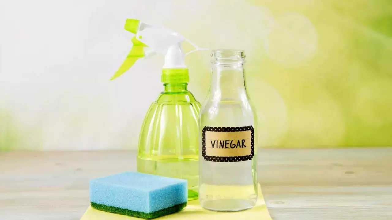 Will Vinegar Kill Succulents? 5 Use the right vinegar