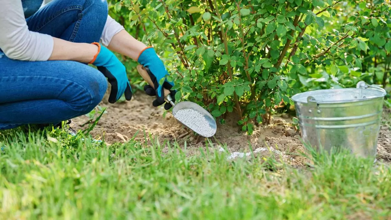 Winter Fertilizer Numbers Explained 4 Using Winterizers