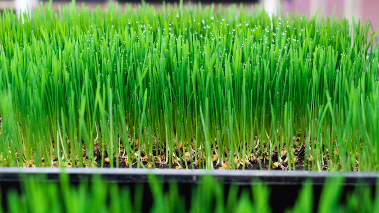 Using wheatgrass