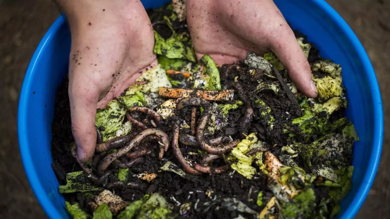 Vermicompost vs Fertilizer: Which is better? 4 Vermicompost product