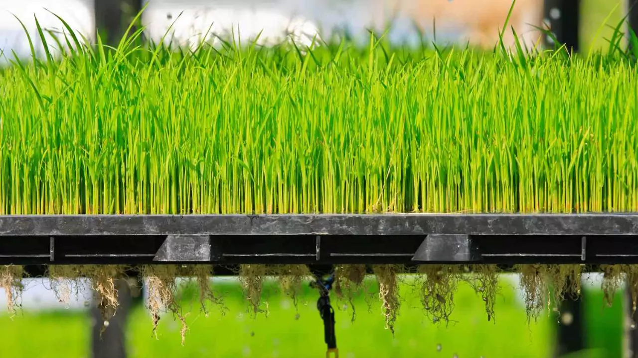 What Temperature Water Should Aeroponics Be? 2 Water temperature aeroponics