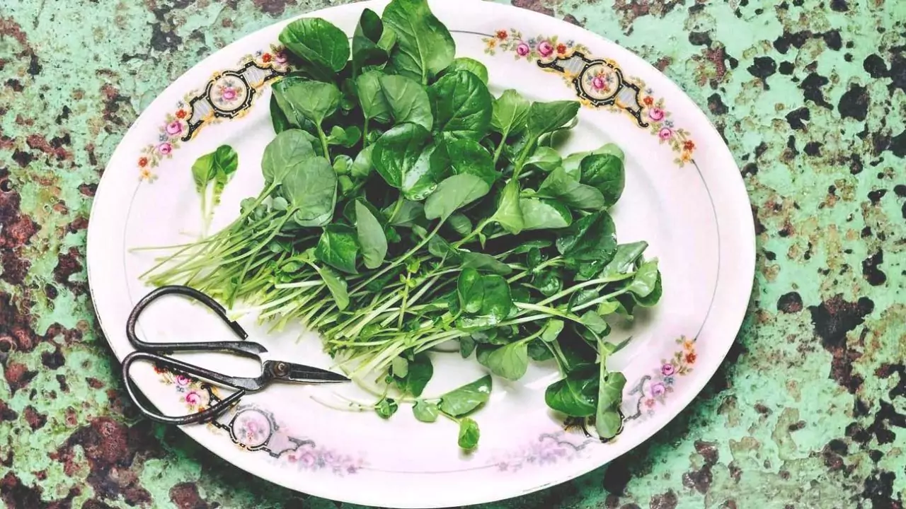 Watercress in a plate