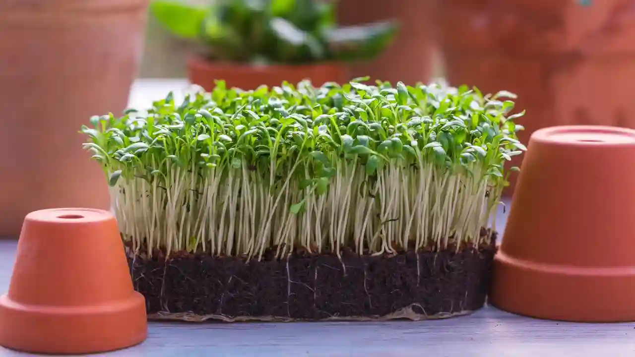 How to Grow Watercress from Cuttings? 1 Watercress