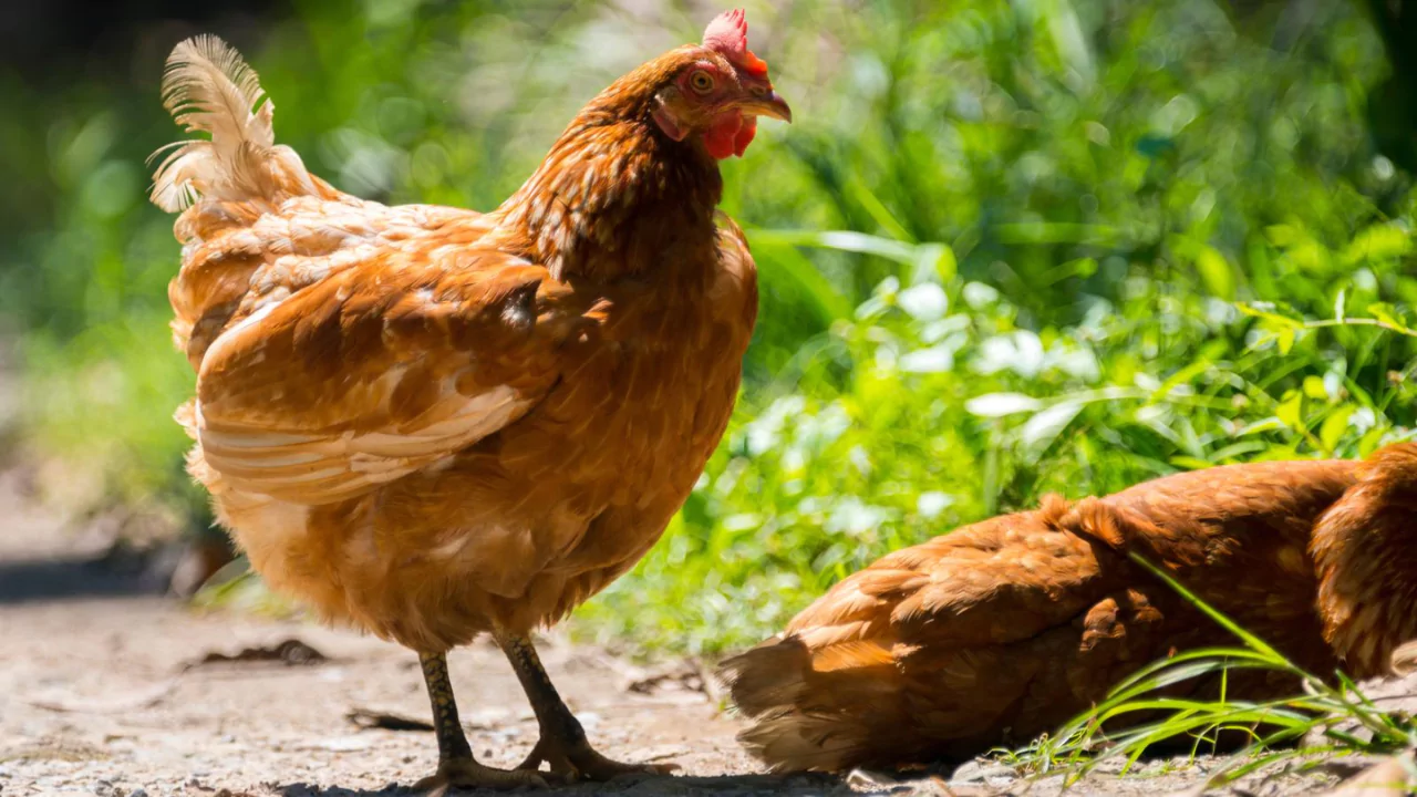 What Chickens Lay Brown Eggs