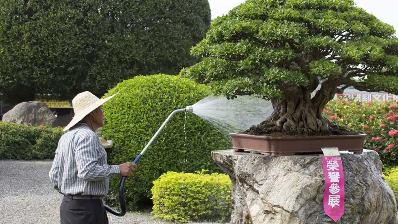 How Long Can A Bonsai Go Without Water? 2 What If Im Not Around To Water My Bonsai