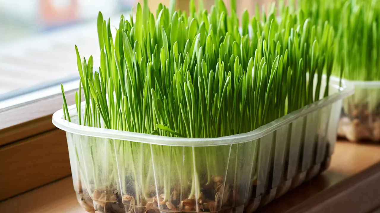 Wheatgrass Seeds for Sprouting – Grower’s Guide
