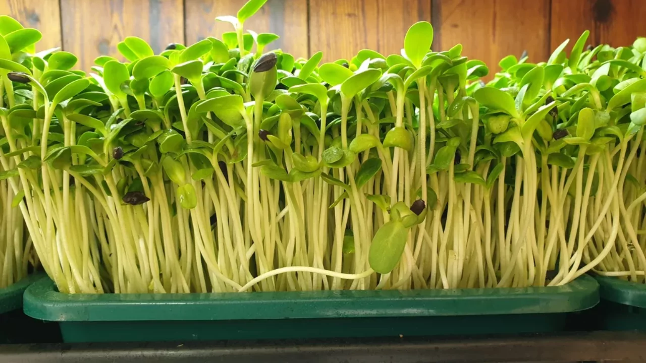 When And How to Harvest Quinoa Microgreens