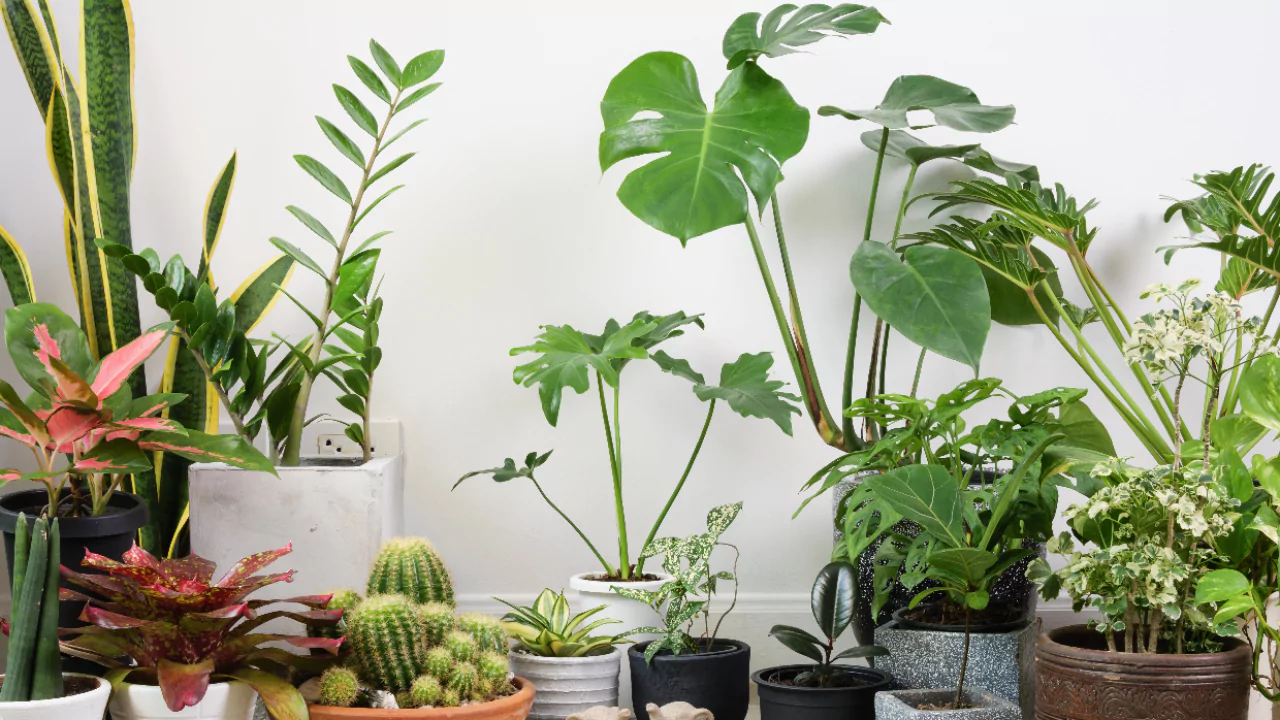 Why Do Plants Die Of Old Age