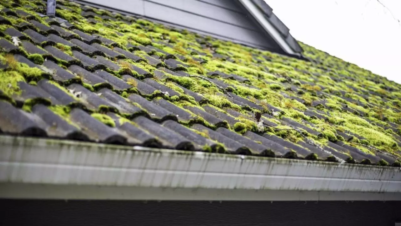 Why you should remove moss from your roof