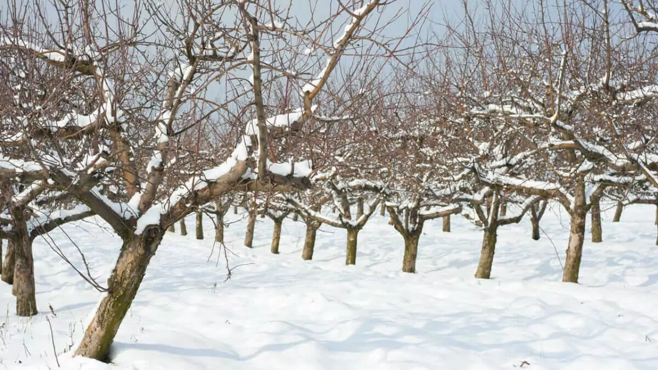 How to Grow Organic Apples without Worms? 4 Winter pruning apple