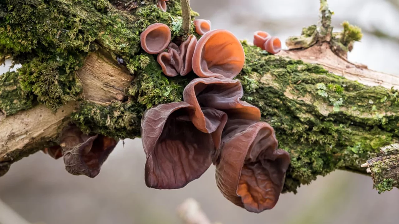 7 Weirdest Mushrooms In The World