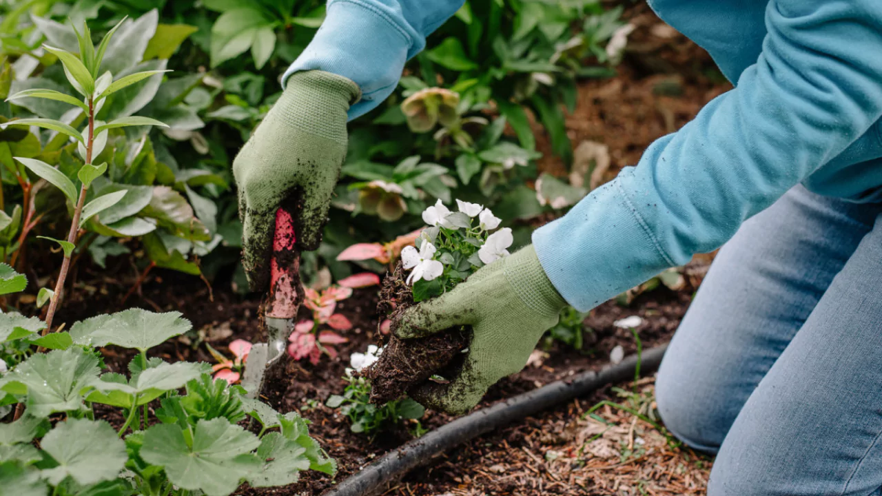 Types of Garden Worms 4 Work in garden