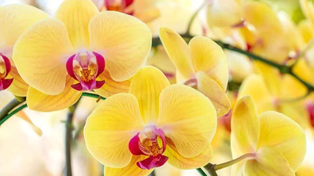 What Do Orchids Symbolize? 7 Yellow Orchids 1