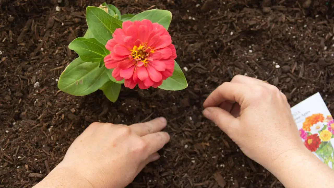 Complete Guide to Growing Zinnias in Pots 8 Zinnias grow from seeds