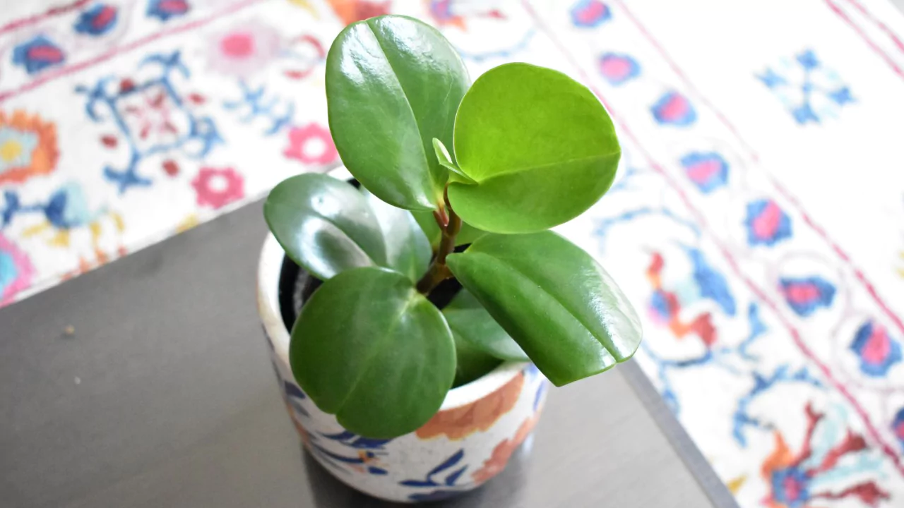 15 Kid-Safe Plants for Play Spaces (Indoors & Outdoors) 2 baby rubber plant