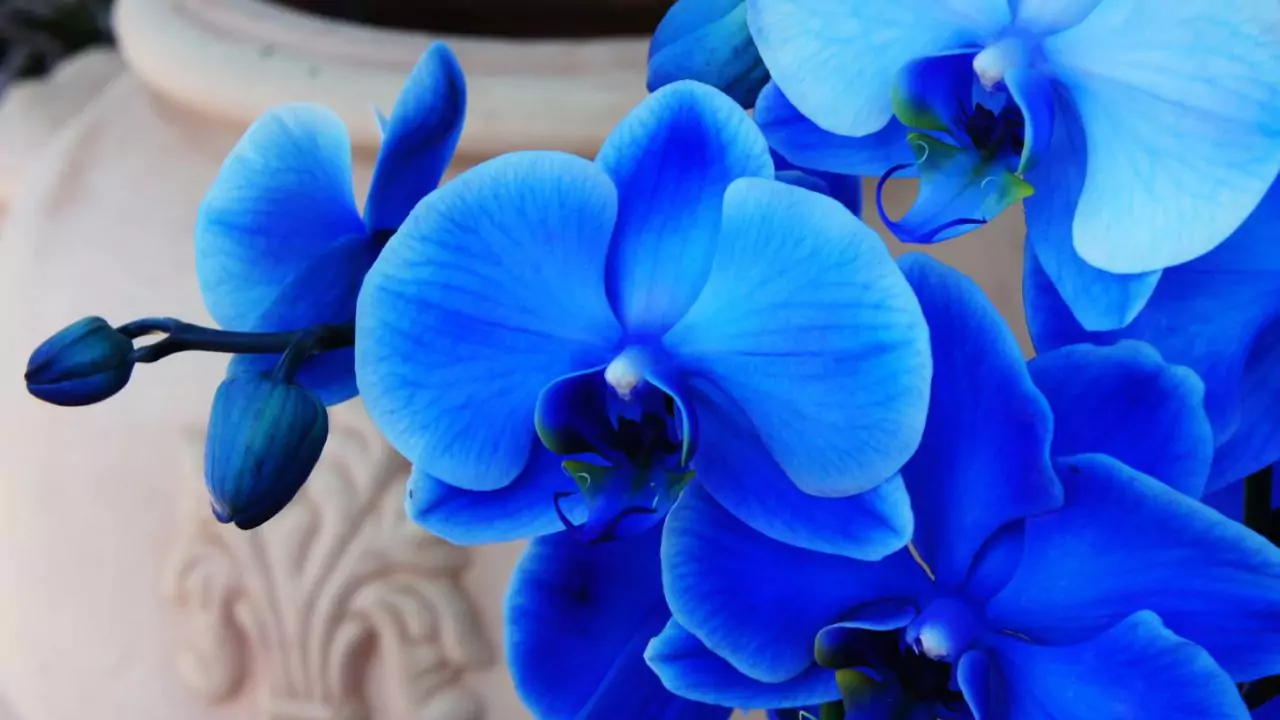 Are Blue Orchids Real (Fake or Real Orchids?) 5 blue orchid 1