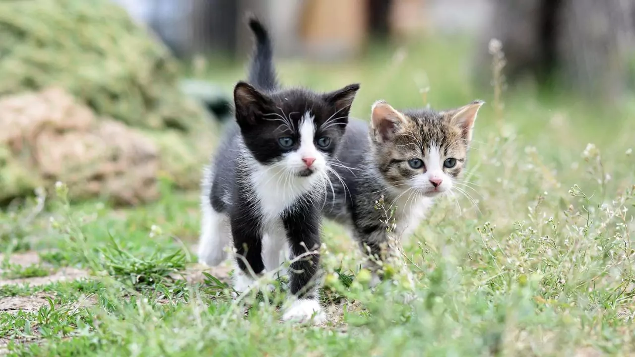How to Scare Possums Away from Your House 3 cat