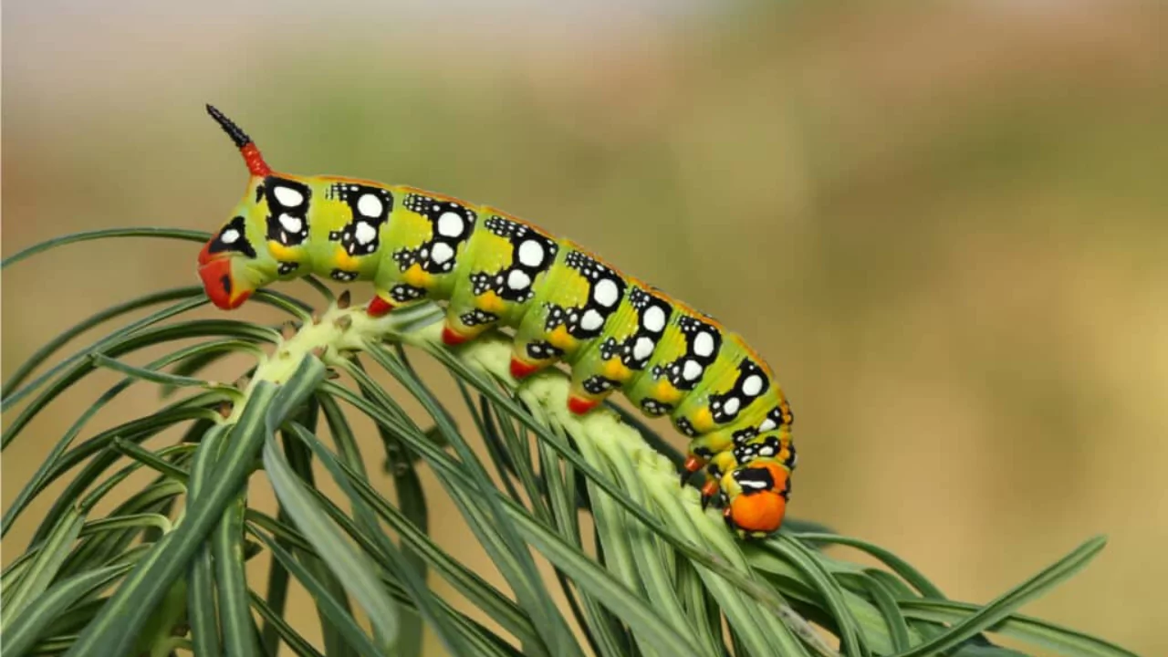 Do Caterpillars Have Legs