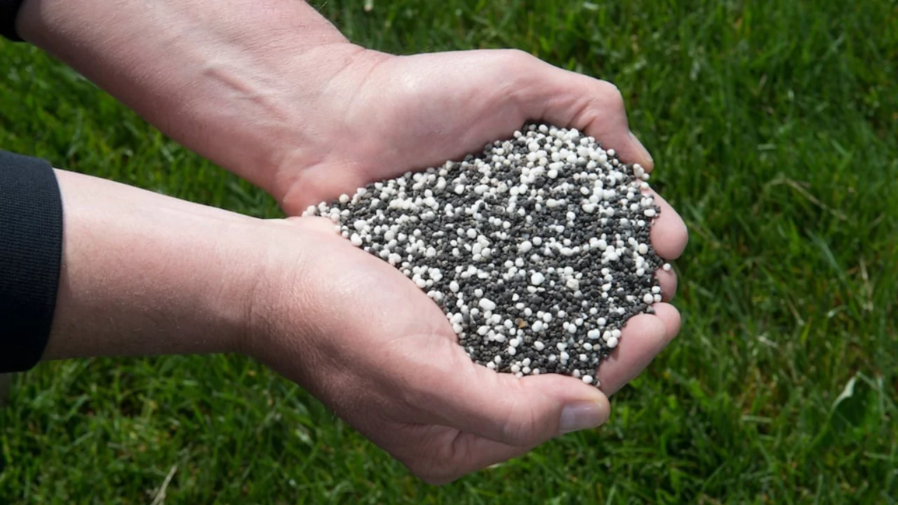 4 Signs Your Dahlia Tubers Are Dead 2 fertilizer