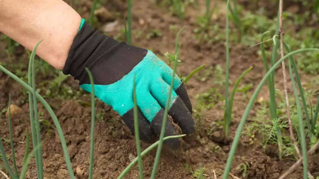 gardening claw gloves