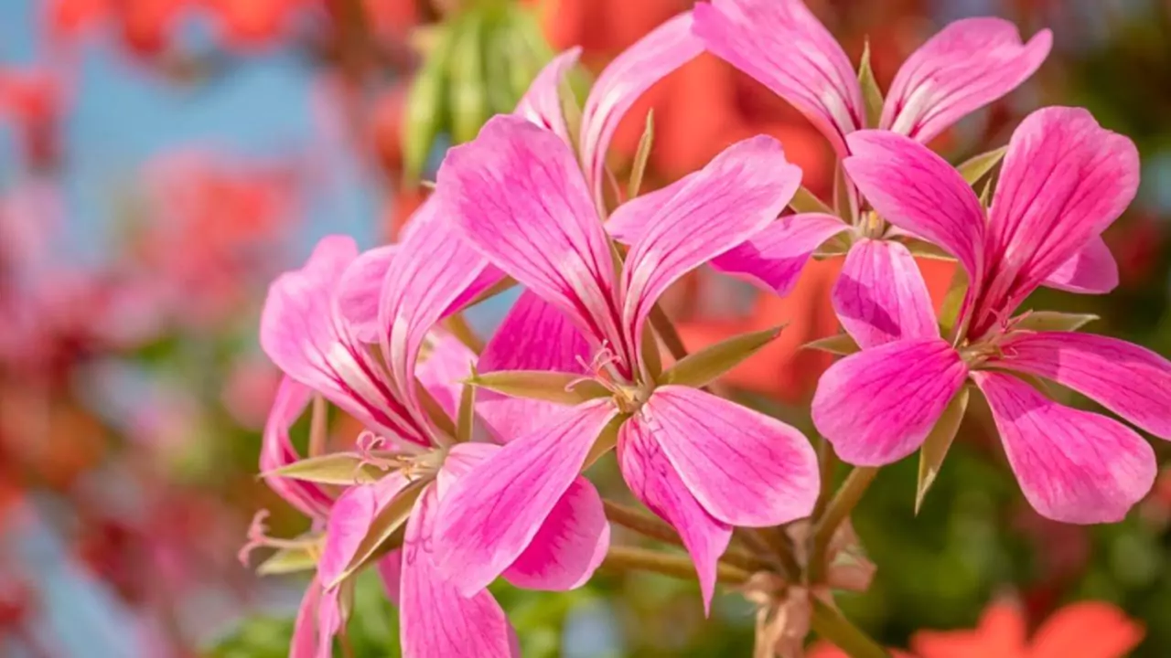 How to Scare Possums Away from Your House 5 geraniums