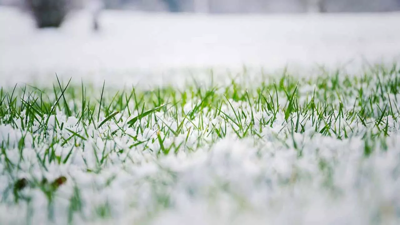 grass seeds in the winter