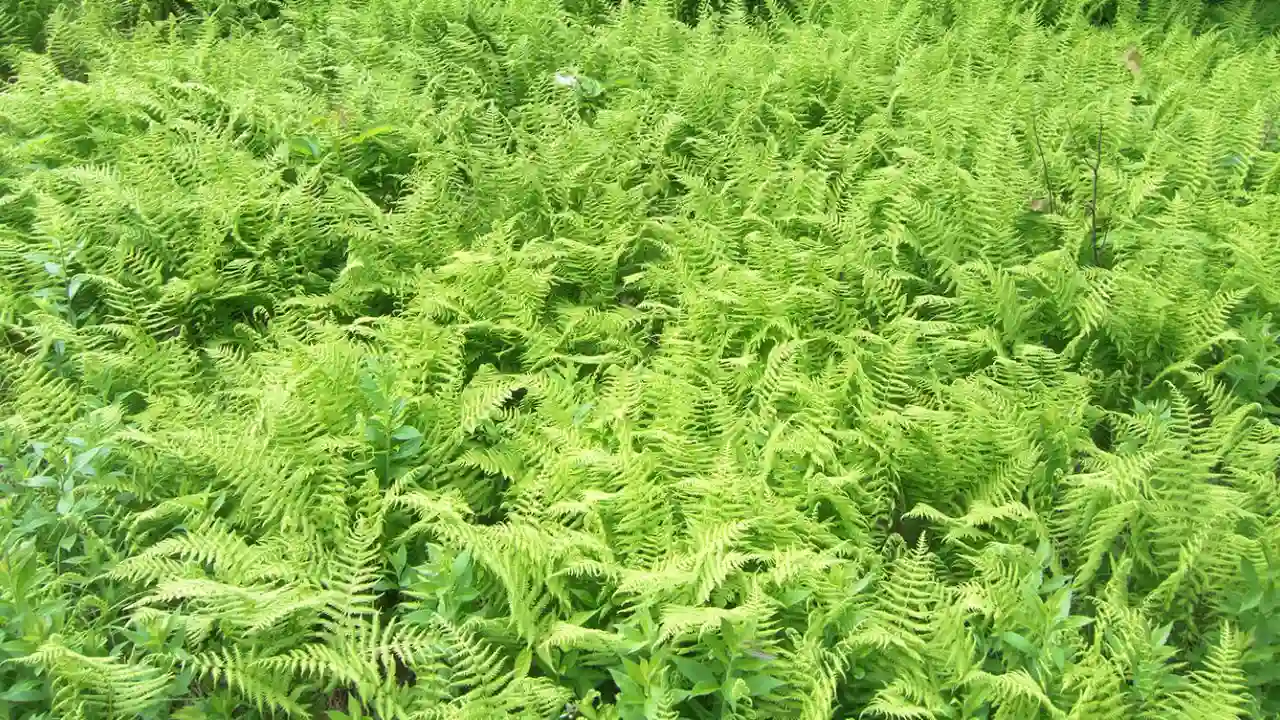 21 Hardy Fern Varieties 1 hay scented fern