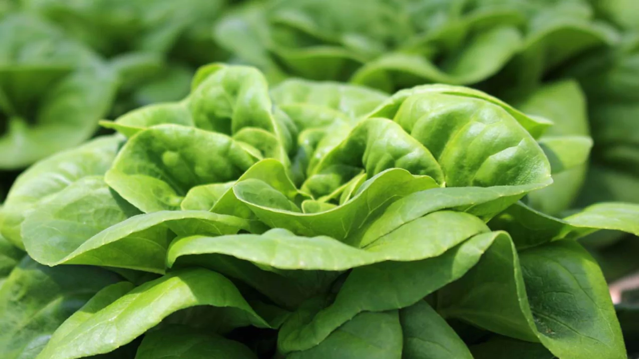 5 Reasons Your Aerogarden Lettuce Is Bitter