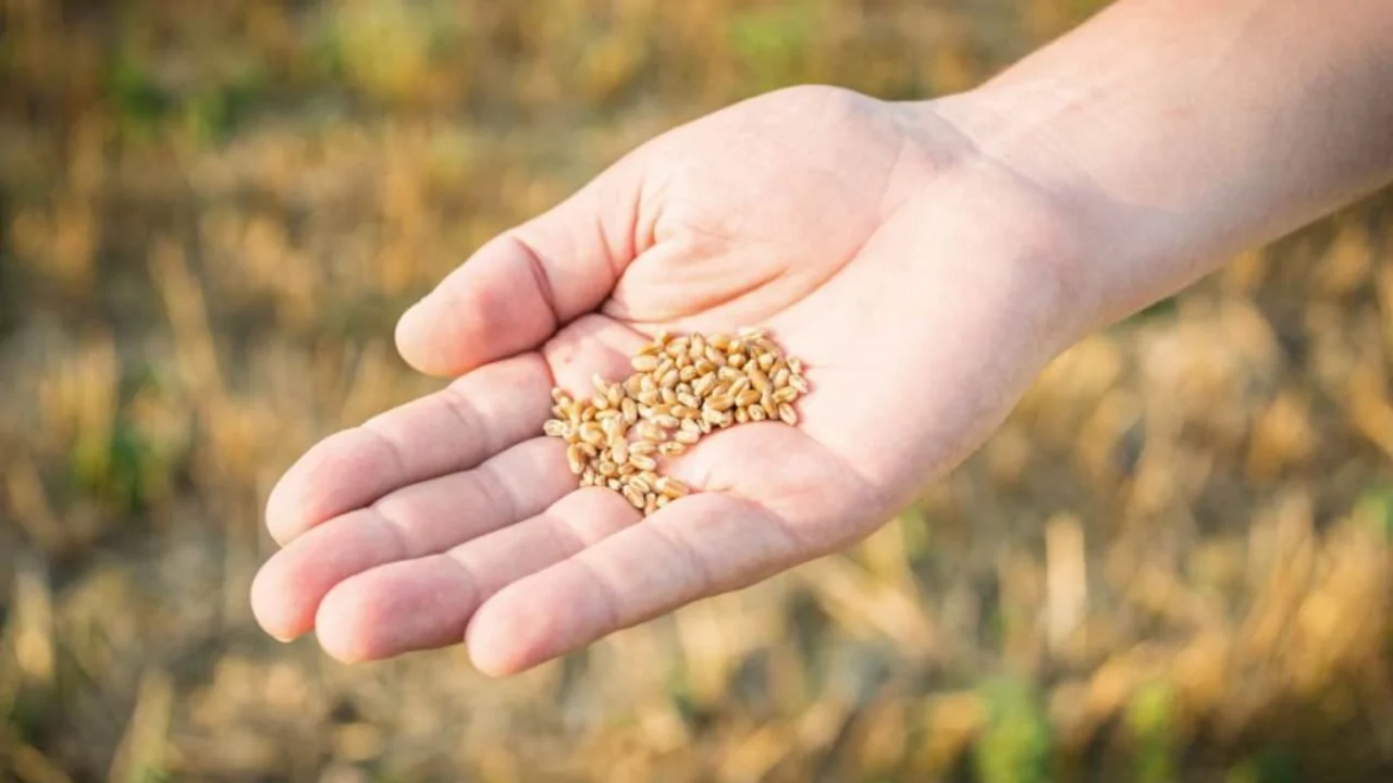 How To Start Microgreen At Home (DIY Microgreen Setup) 1 microgreens seeds 1