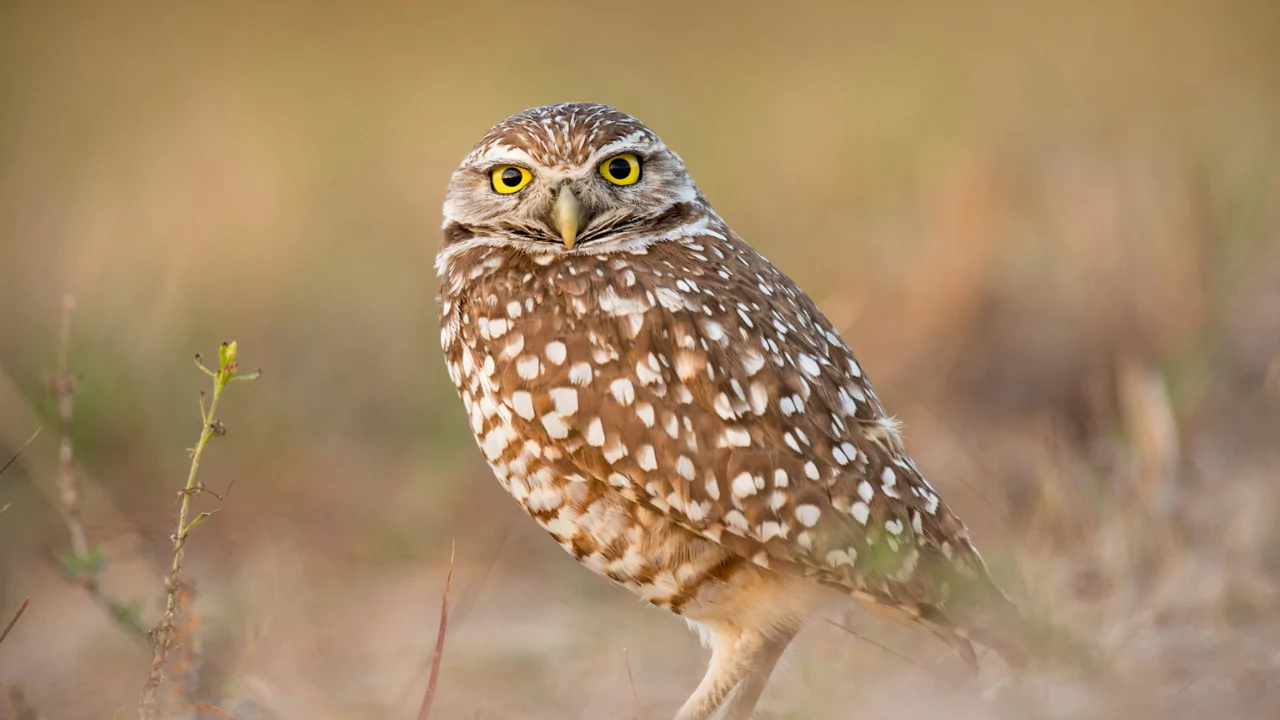 owl