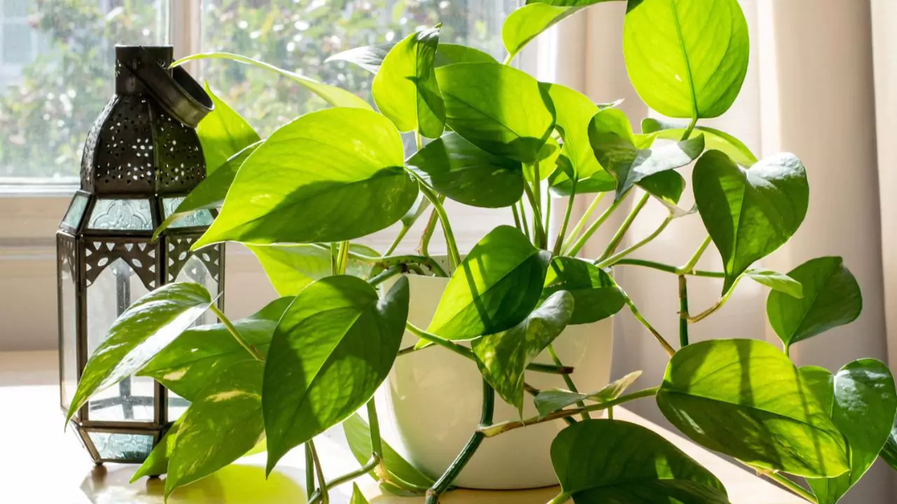 Should I Cut Off Brown Spots on Pothos
