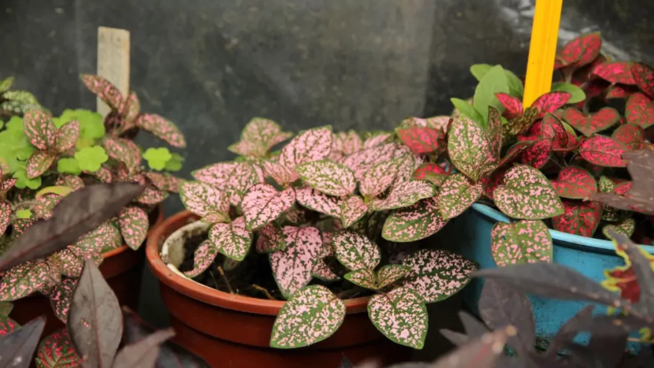 potted polka dot plant