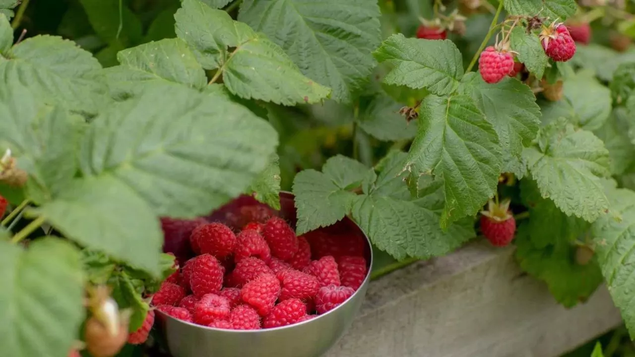 raspberry to grow in