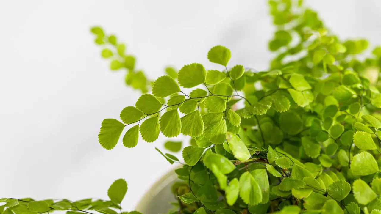 21 Hardy Fern Varieties 5 southern maidenhair fern