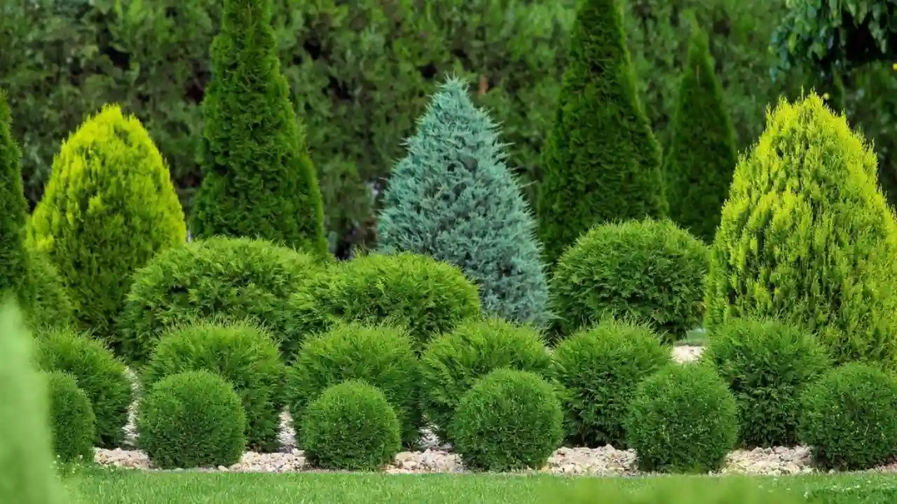 tips for saving dying conifer