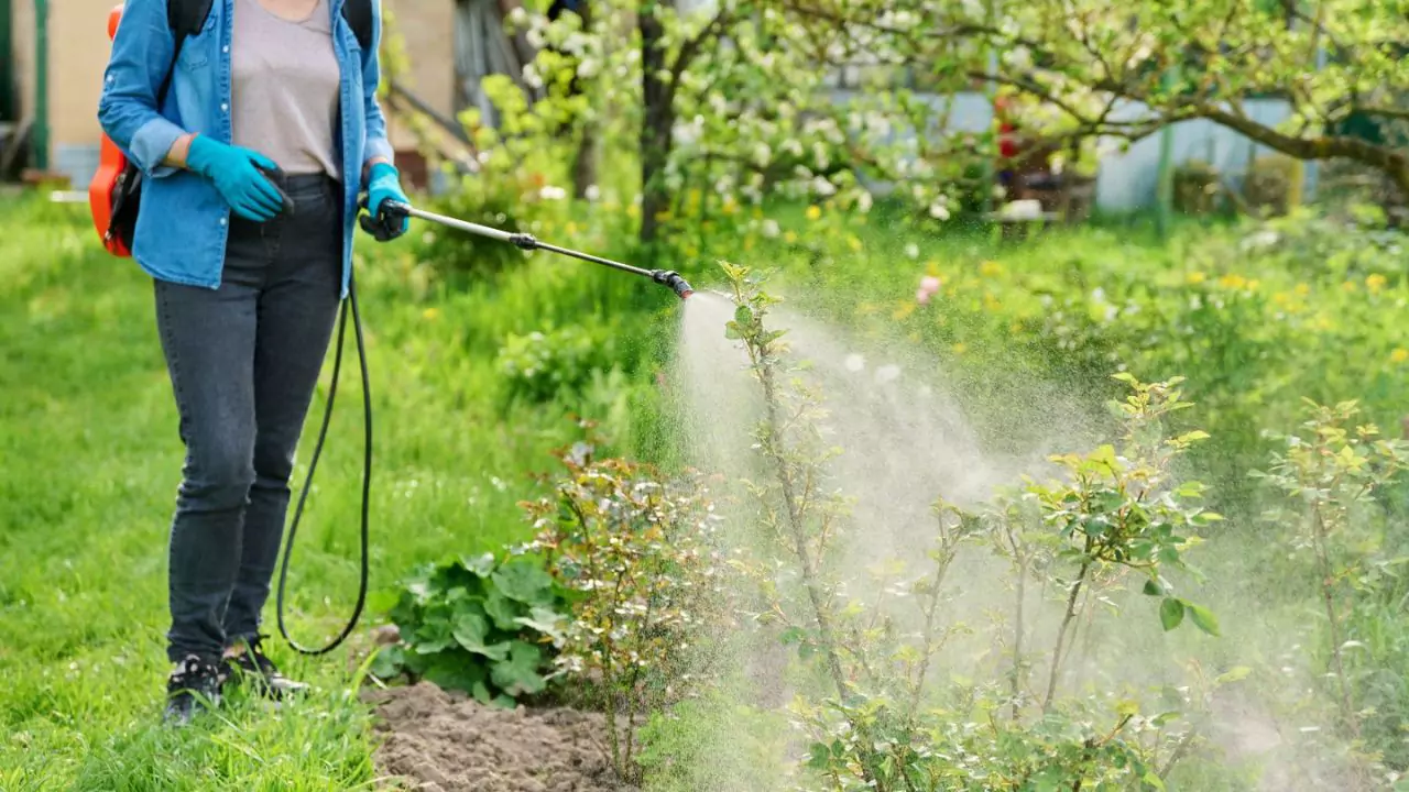 How To Use Garden Safe Fungicide? 1 tips to keep in mind when using garden safe fungicide