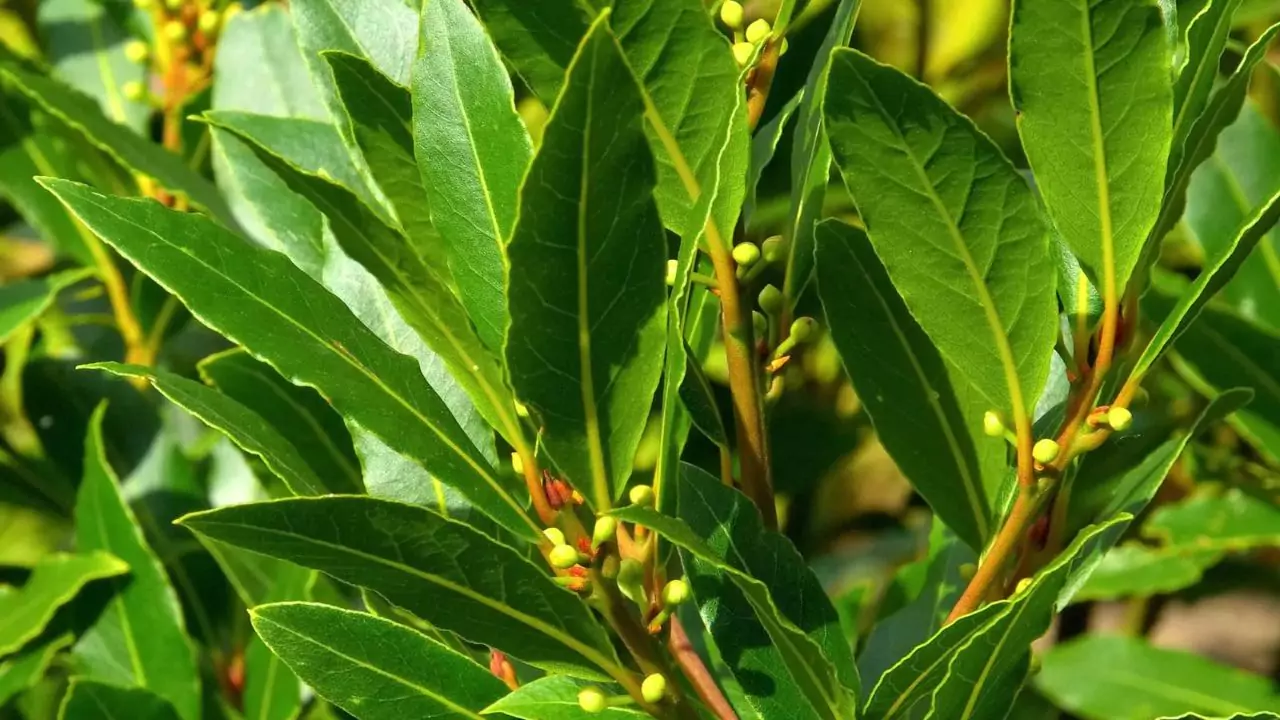 How to Grow Bay Laurel Indoors