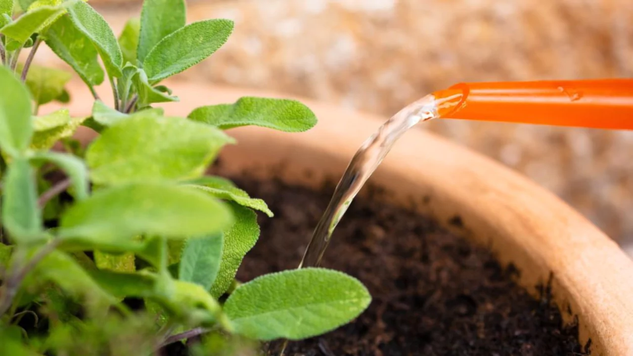 Why Are My Sage Leaves Turning Black? 1 watering sage