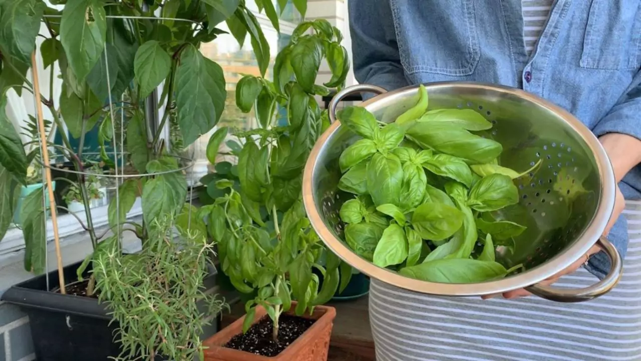 you can freeze basil leaves