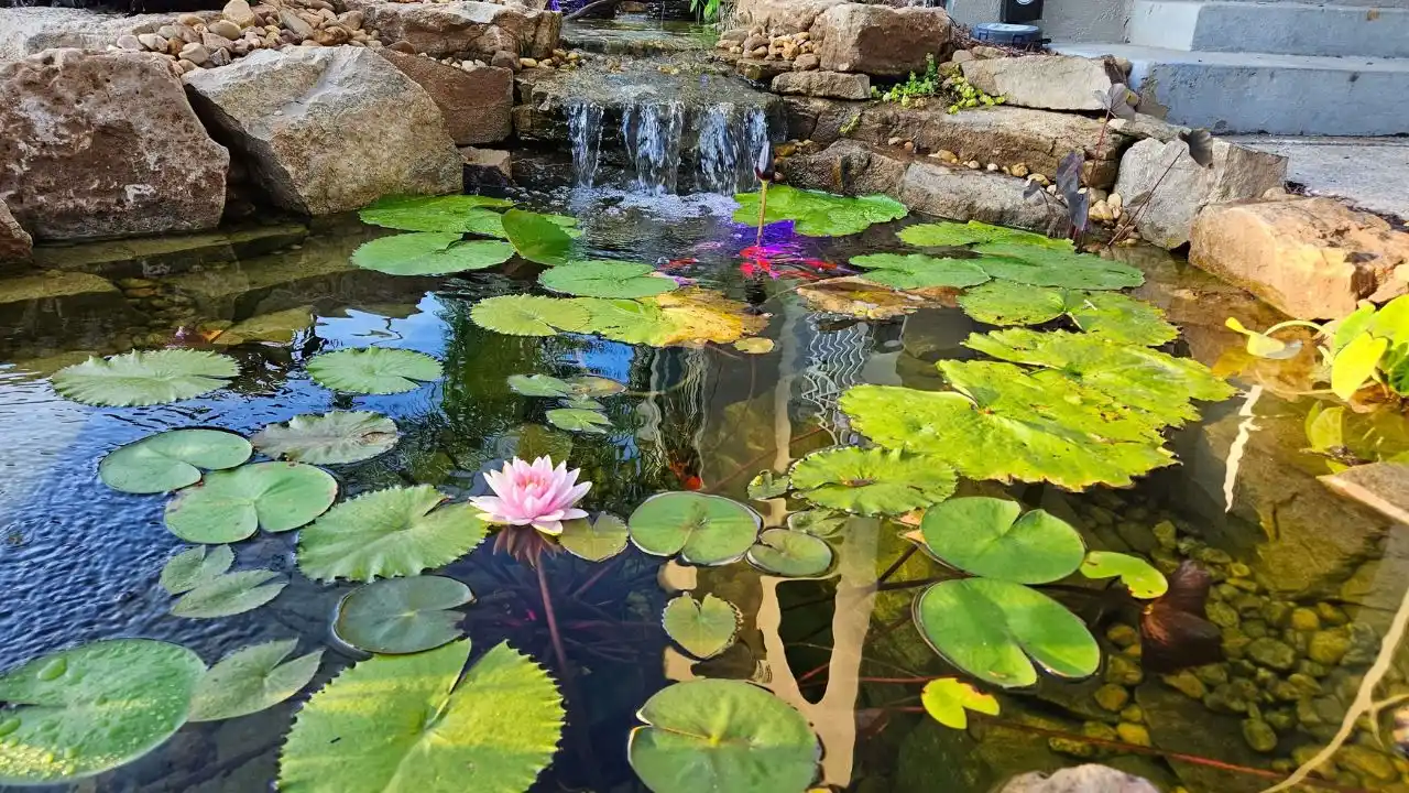9 Reasons Why Your Pond Could Be Losing Water 3 A small pond