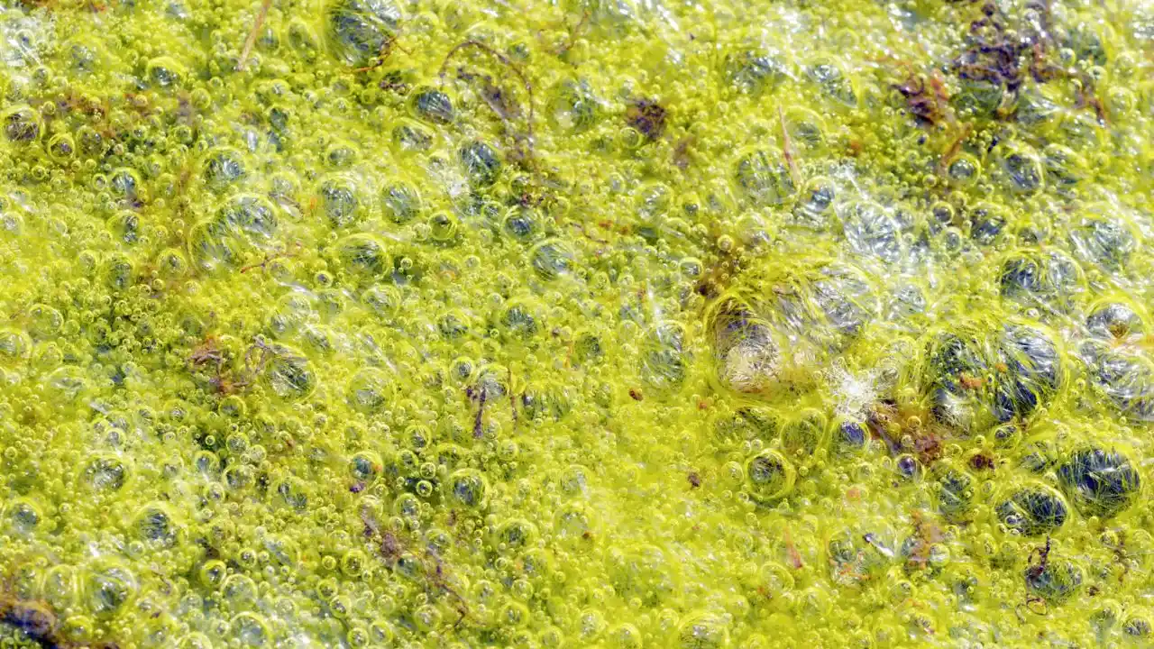 Advantages of Growing Organic Spirulina