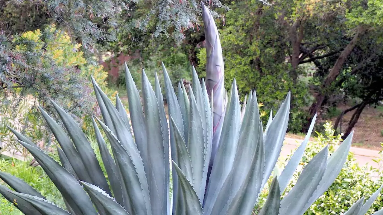 Agave